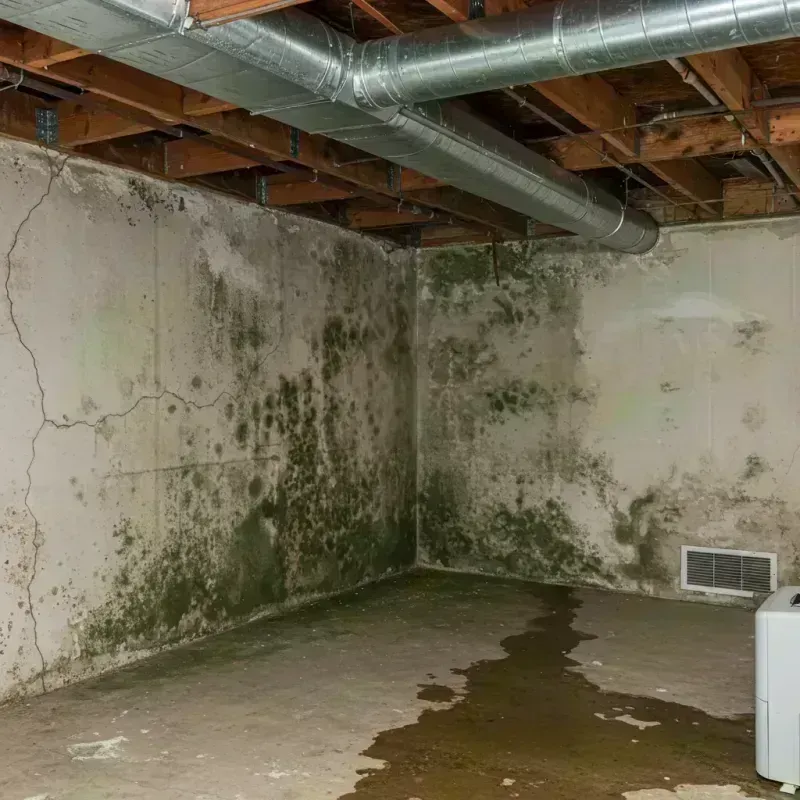 Professional Mold Removal in Doolittle, TX